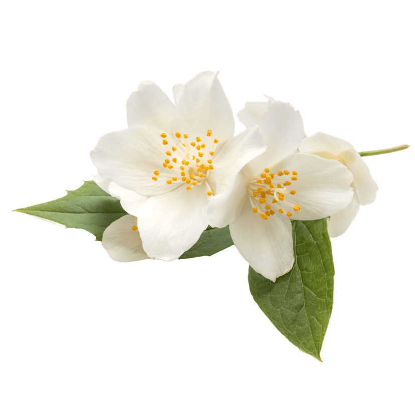 Decorative jasmin flower illustration